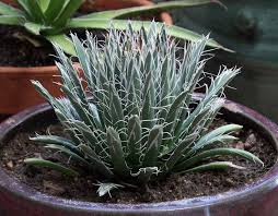 Image result for Hippocratea parviflora