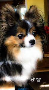 my papillon girl tessa my papillon girl tessa my papillon girl tessa papillon dog puppy papillion dog papillion puppies