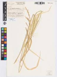 Image result for Arundinella nepalensis