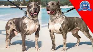 The reason for this rare coat, at this time, is unknown. American Bully Merle Youtube