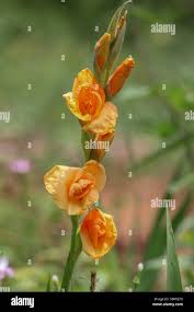 Image result for Gladiolus melleri
