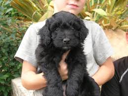 We pair mini aussiedoodle breeders with you. Buddy Mini Aussiedoodle Puppy For Sale In Kinzers Pa Happy Valentines Day Happyvalentinesday2016i