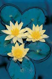 Image result for Nymphaea sulphurea