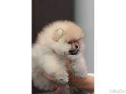 Pin On Pommy Love