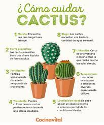 Ni siquiera sé si es un cactus, me dijeron que sí. Como Cuidar Cactus Pequenos En Casa U Oficina Cocina Vital Que Cocinar Hoy Como Cuidar Cactus Jardineria De Invernadero Jardin De Vegetales