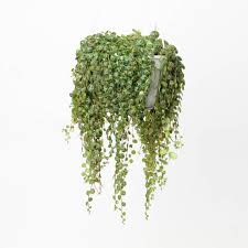 Image result for Tragia prostrata