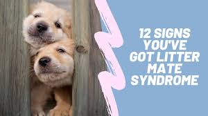 Best cockapoo breeders offering occasional cockapoo puppies for sale. Littermate Syndrome 12 Things I Learned Raising Our Littermate Puppies Thedogtrainingsecret Com Thedogtrainingsecret Com