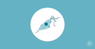 No, this isn't a sign of pregnancy. Trichomoniasis Trich Std Symptoms And Treatment Discharge
