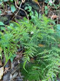 Image result for Asparagus setaceus