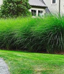 Chinaschilf Hecke Garten Sichtschutz Pflanzen Winterhart Garten Anpflanzen