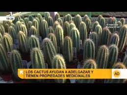 Los cactus, también conocidos como cactáceos o cactaceae, son una familia de plantas con flor. Los Cactus Y Sus Propiedades Youtube