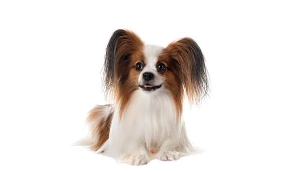 Papillon dog breed - Petdirect