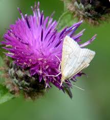 Image result for Vernonia centaureoides