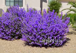 Beautiful flowering shrubs, bushes, and plants to give your landscaping that pop of color. Ramblings From A Desert Garden September Gardening Tasks Desert Landscaping Desert Garden Flowering Bushes
