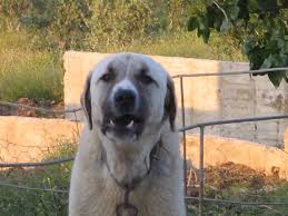 Info Orjinal Kangal Panoramio Jpg