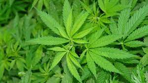 Video extraido de cannabis indoor. Was Ist Gras Cannabis Und Seine Verwendung