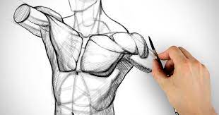We think this is the most useful anatomy picture that. How To Draw Pecs Form Proko
