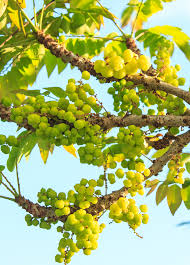 Image result for Phyllanthus udoricola