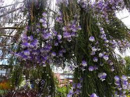Image result for Psoralea glabra