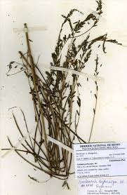 Image result for Sesbania pachycarpa