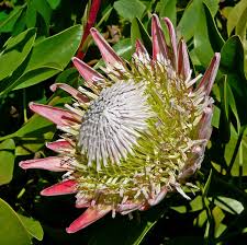 Image result for Protea argyrea