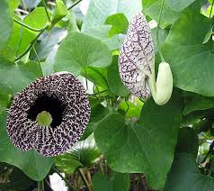 Image result for Aristolochia littoralis