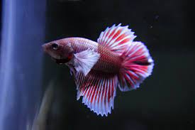 Most of the time, the fish will be startled and wake up. Betta Fish Losing Color Turning Black White Cure Included Betta Care Fish Guide