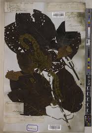 Image result for Hymenodictyon parvifolium