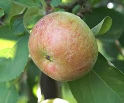 Title (a to z) sort by: Irish Peach Apple Fruit Trees For Sale Order Online