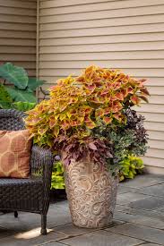 Image result for Coleus zombensis