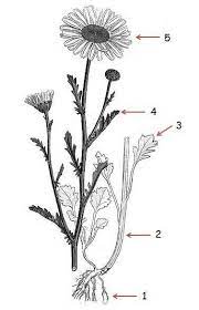 Pin By Theresa Brown On Flowers Botanical Drawings Flower Drawing Scientific Illustration