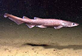 Image result for Agelanthus sp. aff. A. brunneus