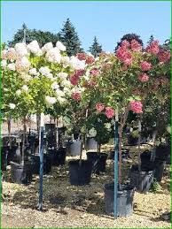 Alyssum grown in containers will need a balanced fertilizer once a month—plants grown in containers don't have access to all the nutrients as those grown in the ground. Planting Trees In September In Wisconsin Heritage Hill Nursery Inc