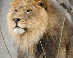Lion Panthera Leo Animals A Z Animals