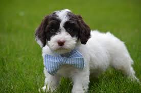 Looking for the perfect puppy for your family? Springerdoodles