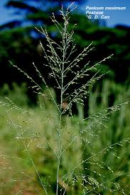 Image result for Panicum maximum