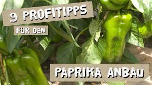 Ob paprika ausgegeizt werden müssen oder nicht, darüber scheiden sich die geister. 9 Tipps Fur Den Erfolgreichen Paprika Anbau Dungen Konigsblute Ausgeizen Uvm Youtube