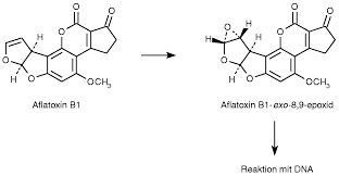 Aflatoxin mycotoxins from toxic mold. Https Www Labor Spiez Ch Pdf De Lab Org Tox Aflatoxine Fact Sheet 14 11 2107 Pdf