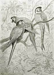 Shop for bird wall art from the world's greatest living artists. Parrots In The Forest Drawing By Nicola Fusco