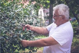 Hier finden sie eine ausführliche anleitung zum kirschbaumschnitt. Kirschbaum Schneiden Anleitung Zum Kirschbaumschnitt Gartenlexikon De