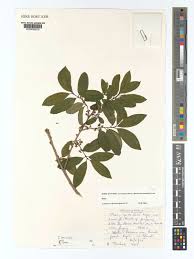 Image result for Ilex mitis