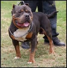 And just to clear up the doubts, bellow we present you a breakdown of a rottweiler pitbull mix breed particularities. Blue Pit Rottweiler Mix