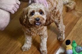 View production, box office, & company info. Queensland Dog Owners Upset At Buying Pets With Pre Existing Health Problems Abc News