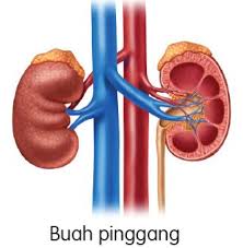 We did not find results for: Organ Perkumuhan Mindasains