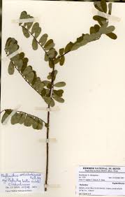 Image result for Phyllanthus beillei
