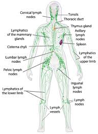 Lymphatic System Google Search Lymphatic System Lymphatic Drainage Lymphatic