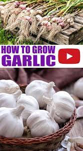How To Grow Garlic Growing Garlic When To Plant Garlic Growing Herbs At Home