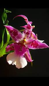 Maybe you would like to learn more about one of these? Les Plus Belles Fleurs Du Monde Facebook