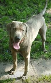 All of our dames are our family pets. Puppies And Coming Pups We Sell Silver Charcoal Fox Red Labradors