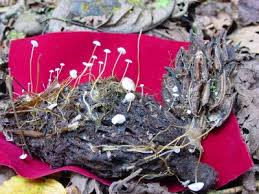 Image result for Strobilurus conigenoides